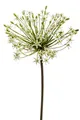 Produktbild: künstliche Allium mit XXL Blüte weiß H. 90cm Emerald Kunstblumen