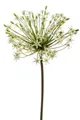 Produktbild: Kunstblume Kunstblume Allium, Emerald, Höhe 90 cm, Farbe: Weiß, Motiv: Allium