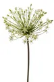 Produktbild: künstliche Allium mit XXL Blüte weiß H. 90cm Emerald Kunstblumen