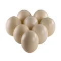 Produktbild: 8er Set Strausseneier XXL ausgeblasen natur 13-15 cm Rieseneier Vogel Strauß Ei
