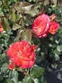 Produktbild: Rosa Vulcano ® - Edelrose Vulcano ® - Kordes Rose - ADR Rose