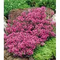 Produktbild: BALDUR Garten 3x Winterharter Bodendecker-Thymian, Pflanzen im 9x9 cm-Topf, Thymus, Sandthymian, 4-5 Pflanzen auf 1 qm, winterhart, Bodendecker, tr...