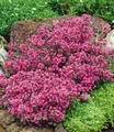 Produktbild: BALDUR Garten Bodendecker Bodendecker-Thymian, 3 St., Gerbirgsthymian, duftend, immergrün, winterhart, mehrjährig