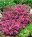 Produktbild: Bodendecker-Thymian Thymus, 3 Pflanzen