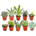 Produktbild: Exotenherz 10 Verschiedene Sukkulenten 5,5cm Topf im Set