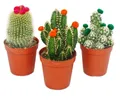 Produktbild: Kakteen-Set - 3 verschiedene Pflanzen im 5,5cm Topf mit bunten Strohblüten