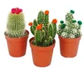Produktbild: Exotenherz Kakteen-Set 3 Verschiedene Pflanzen im 5,5cm Topf Mit Bunten Strohblüten