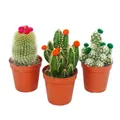 Produktbild: Kakteen-Set - 3 verschiedene Pflanzen im 5,5cm Topf mit bunten Strohblüten