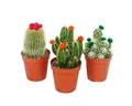Produktbild: Exotenherz Kaktus Kakteen-Set 3 versch.Pflanzen im 5,5cm Topf mit bunten Strohblüten