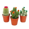 Produktbild: Kakteen-Set - 3 verschiedene Pflanzen im 5,5cm Topf mit bunten Strohblüten