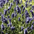 Produktbild: 20 Servietten Lavendel Field Feld Blumen Garten Sommer Natur Tischdeko 33x33cm