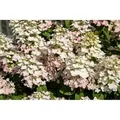 Produktbild: Hydrangea Paniculata Rispenhortensie Early Harry 40-60 cm