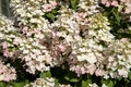 Produktbild: Pflanzen für Dich Gehölze Hydrangea pan. Early Harry, 1 St., Rispenhortensie