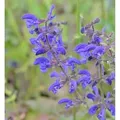 Produktbild: Wiesen Salbei - Salvia pratensis