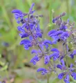 Produktbild: Wiesen Salbei - Salvia pratensis
