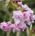 Produktbild: Japanische Hänge Nelkenkirsche 80-100cm - Prunus serrulata
