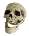 Produktbild: Horror-Shop Dekoobjekt Totenkopf mit beweglichem Kiefer 20cm als Deko