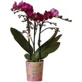 Produktbild: Kolibri Orchids Lila Phalaenopsis Orchidee Morelia Topfgröße 9cm