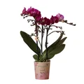 Produktbild: Exotenherz Zimmerpflanze Lila Phalaenopsis Orchidee Morelia Topfgröße 9cm