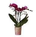 Produktbild: Lila Phalaenopsis Orchidee - Morelia - Topfgröße 9cm