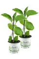 Produktbild: 2er Set Aubergine Pflanze (Solanum melongena)