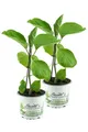 Produktbild: Enseleits 2er Set Aubergine  Pflanze (Solanum melongena)