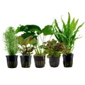 Produktbild: Pflanzen Set mit 5 Mittelgrund Topf Aquarium Wasserpflanzen AquaOne Nr.114