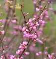 Produktbild: Kanadischer Judasbaum Oklahoma 30-40cm - Cercis canadensis