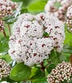 Produktbild: BALDUR Garten Viburnum 'Rock 'n Rolla®', 1 Pflanze, Immergrüner Winterblüher,Duftende Blüten & dekorative Beeren,Winterhart & mehrjährig,Viburnum tinus,Zierstrauch