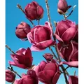Produktbild: BALDUR Garten 1x Magnolie Genie® winterhart, Pflanze im 2 Liter-Topf, winterhart, Tulpenmagnolie, Magnolienbaum, für Standort in der Sonne geeign...