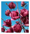 Produktbild: Magnolie 