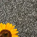 Produktbild: 25kg Sonnenblumenkerne Schwarz Vogelfutter Ganzjahresvogelfutter Vögel 25 kg