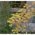 Produktbild: Fenchel Purpur - Foeniculum vulgare