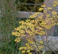 Produktbild: Fenchel Purpur - Foeniculum vulgare - lebende Gartenpflanze aus den Baumschulen