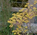 Produktbild: Fenchel Purpur - Foeniculum vulgare