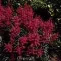 Produktbild: Prachtspiere Glut - Astilbe arendsii