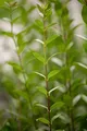 Produktbild: Ligustrum vulgare 'Atrovirens' 150-175 cm - Gewöhnlicher Liguster, immergrün, ideal für Hecken, schnittverträglich, winterhart