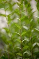 Produktbild: Pflanzen für Dich Gehölze Ligustrum vulg. Atrovirens, 1 St., Gewöhnlicher Liguster, Heckenliguster, Liguster