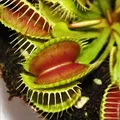 Produktbild: Venusfliegenfalle - Dionaea muscipula - 9cm Topf