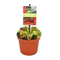 Produktbild: Exotenherz Venusfliegenfalle - Dionaea muscipula - 9cm Topf