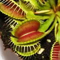 Produktbild: Exotenherz - Venusfliegenfalle - Dionaea muscipula - 9cm Topf