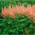 Produktbild: Astilbe X Arendsii Anita Pfeifer Prachtspiere Ca. 9x9 cm Topf