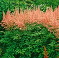 Produktbild: Astilbe x arendsii 'Anita Pfeifer', Prachtspiere, rosa, ca. 9x9 cm Topf