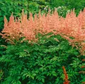 Produktbild: Astilbe x arendsii 'Anita Pfeifer', Prachtspiere, rosa, ca. 9x9 cm Topf