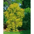 Produktbild: Cotinus Coggygria Golden Spirit Perückenstrauch Goldgelb 40–60 cm