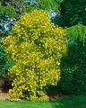 Produktbild: Cotinus coggygria 'Golden Spirit', Perückenstrauch, goldgelb, 40–60 cm