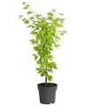 Produktbild: Dehner Japanischer Goldahorn Jordan, Acer shirasawanum, breit-rundlicher Wuchs, 50-60 cm exkl. Pflanztopf, 3 l Topf, Zierahorn
