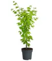 Produktbild: Dehner Gehölze Japanischer Goldahorn Jordan, breit-rundlicher Wuchs, 50-60 cm, kleinwüchsiger Zierahorn mit attraktiver Herbstfärbung