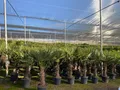 Produktbild: Trachycarpus Fortunei Chinesische Fächerpalme, 140-160 cm, Stammhöhe 40-50 cm, Winterhart bis -18°C, Topf Ø 33 cm