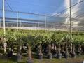 Produktbild: Trachycarpus Fortunei Chinesische Fächerpalme, 140-160 cm, Stammhöhe 40-50 cm, Winterhart bis -18°C, Topf Ø 33 cm